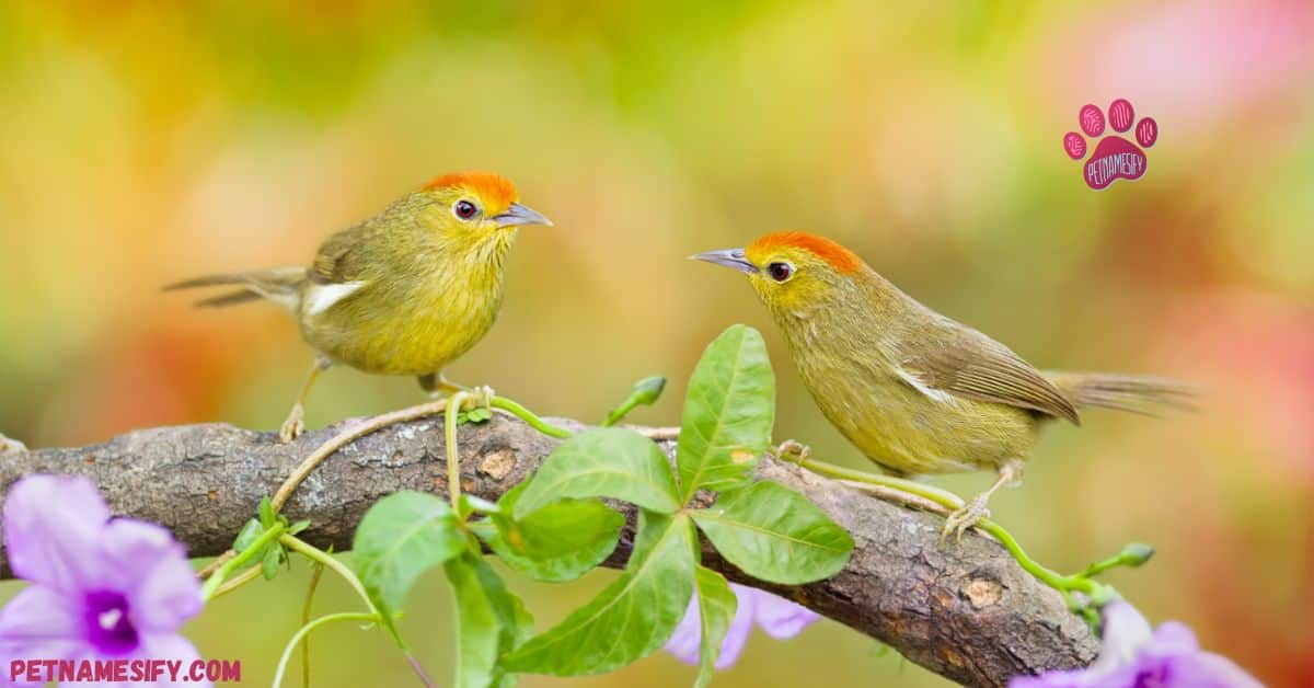 500+ Cute And Catcy Bird Names With Bird Name Generator