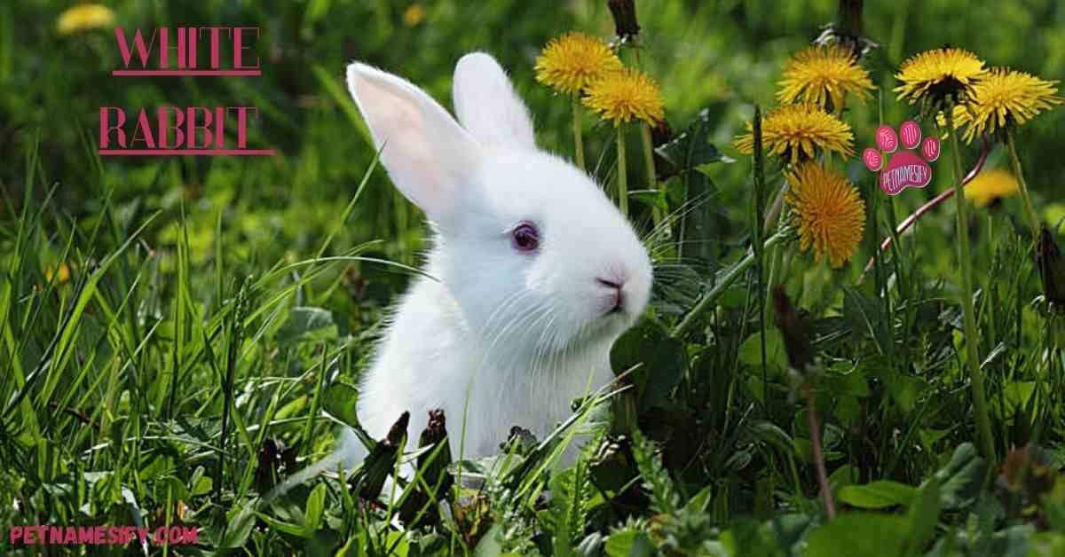 200+ Cute White Rabbit Names For Your White Bunny