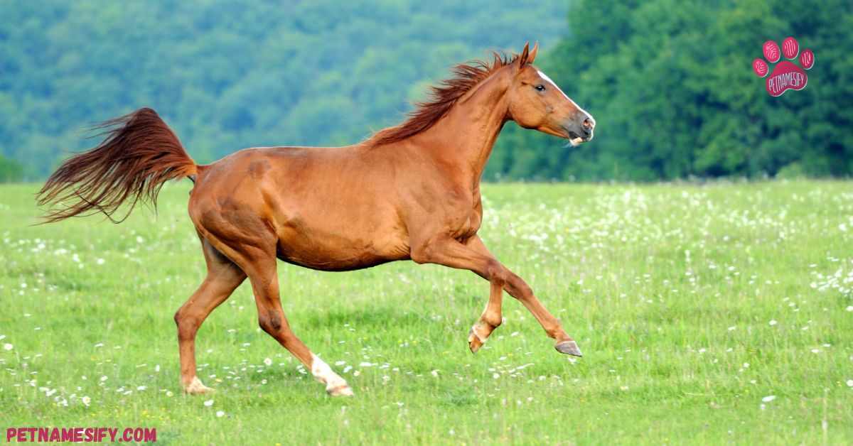 Female Grey Horse Names