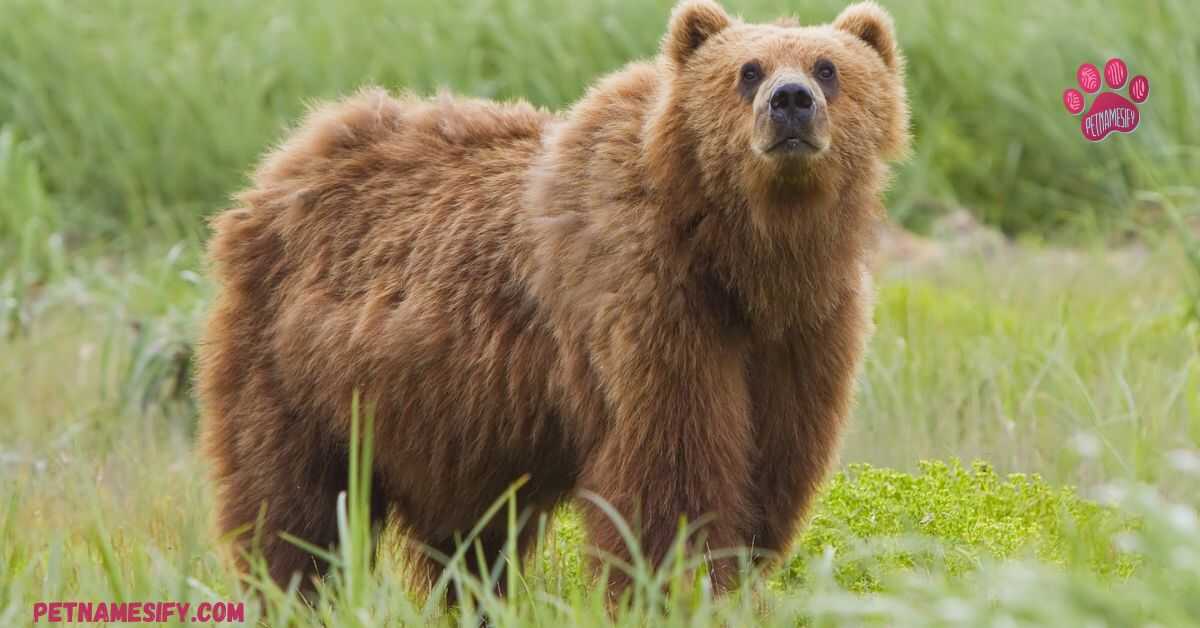 Bear Naming by Species