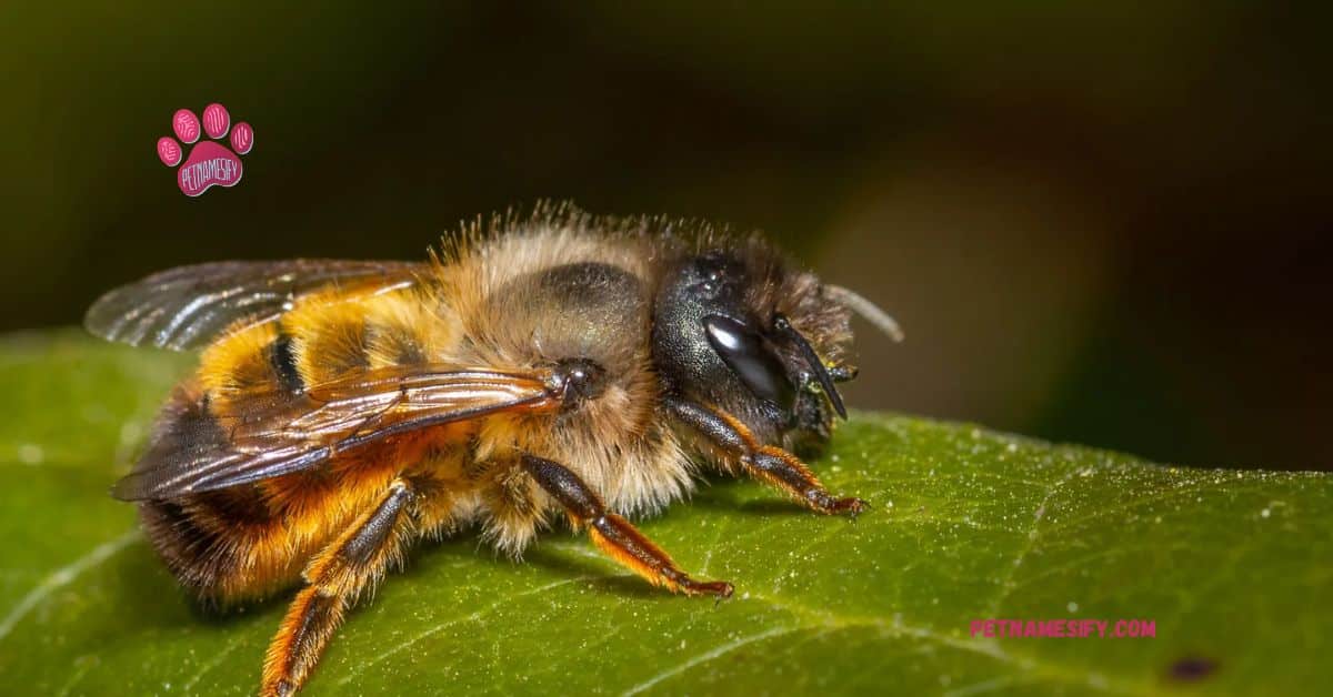 Male Bee Names