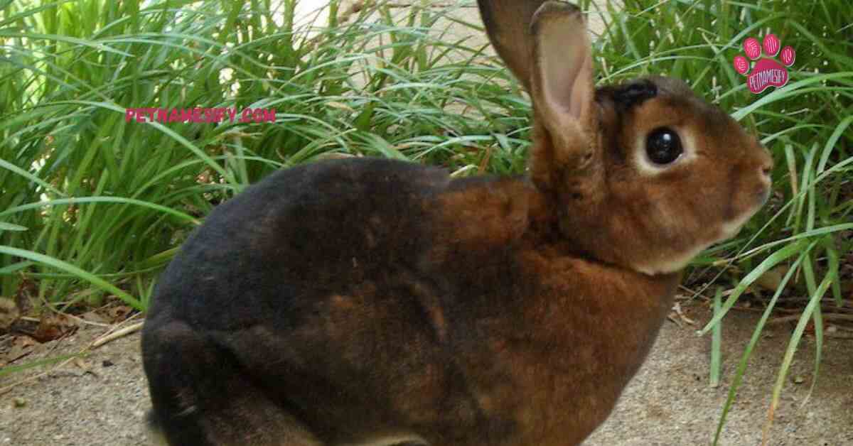 Famous Brown Rabbit Names