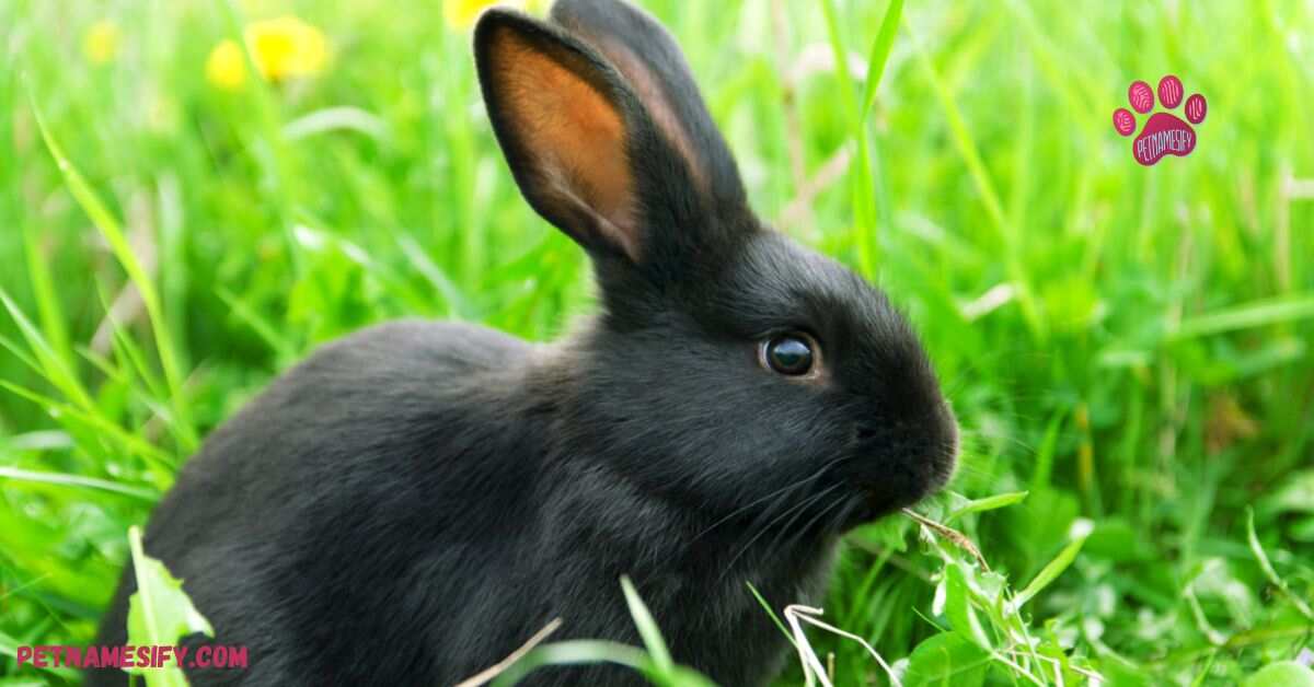 Cute Black Rabbit Names