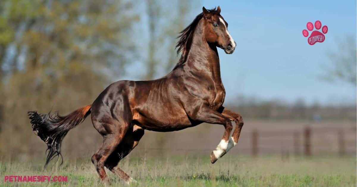 Most Popular Brown Horse Names