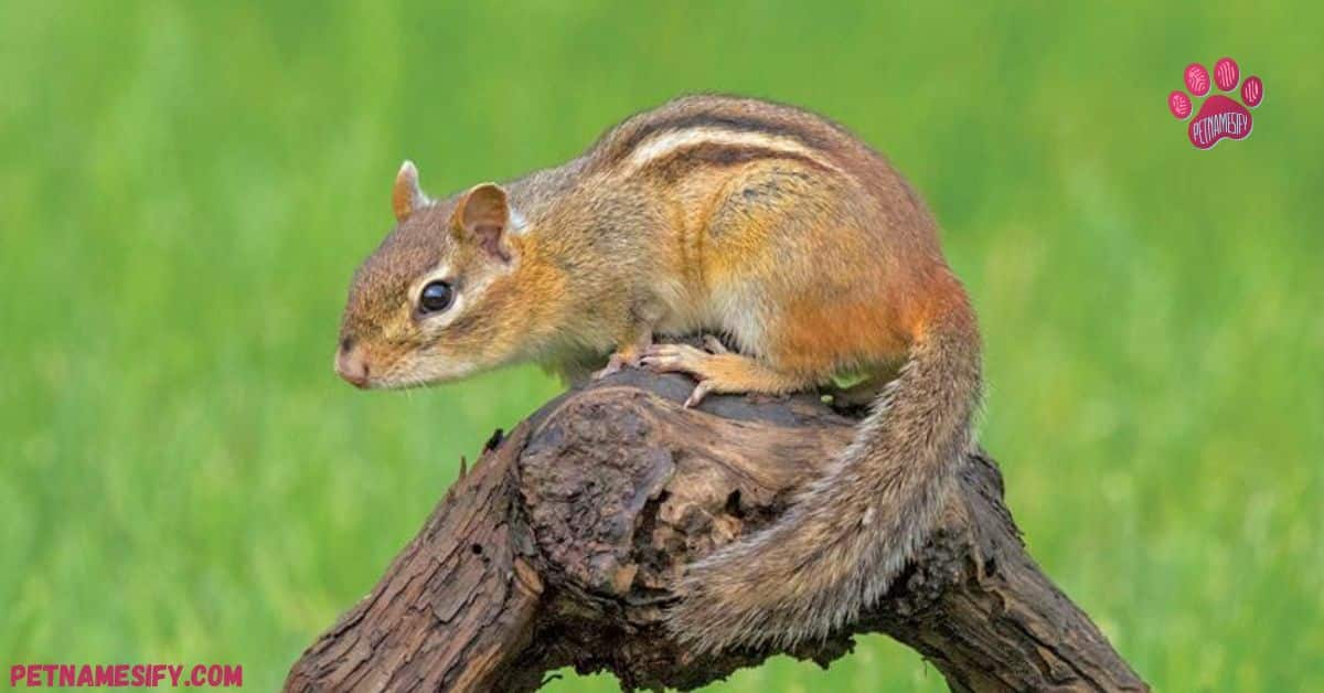 Popular Chipmunk Names