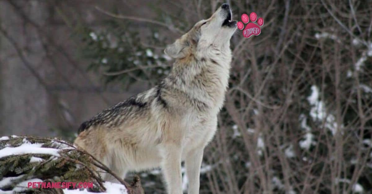 300+ Cool And Badass Wolf Names With Name Generator