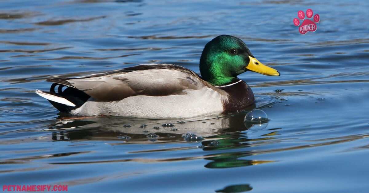 Cute Duck Names