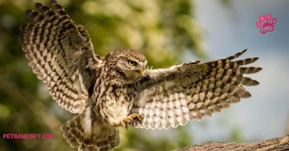 Owls Naming by Species