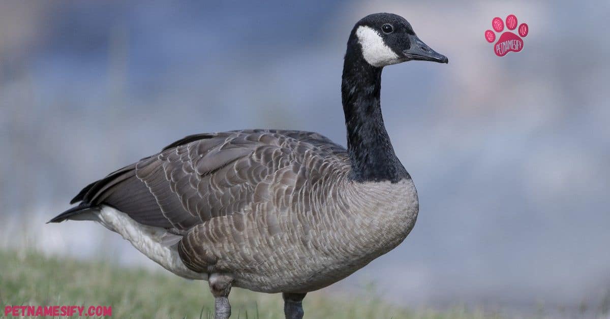 Cute Goose Names