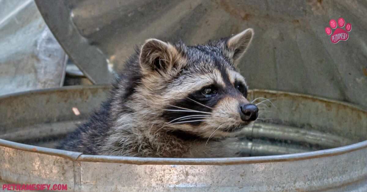 Girl Raccoon Names