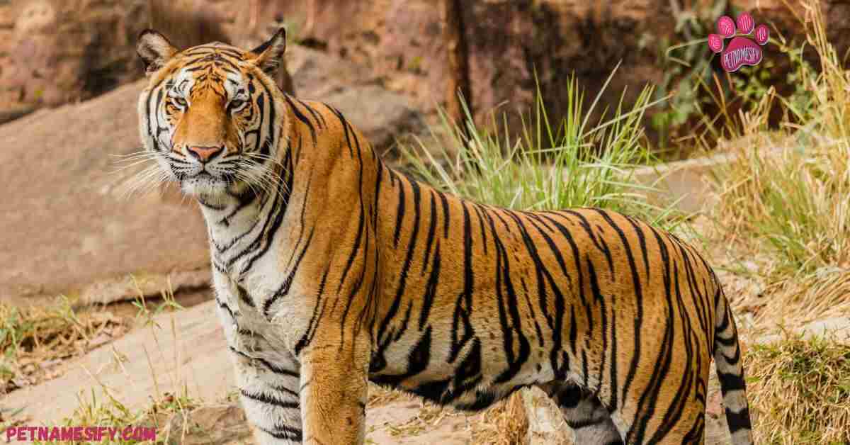 Unique & Creative Names For Tigers