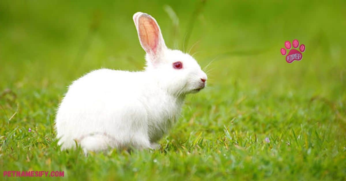 Funny Rabbit Names