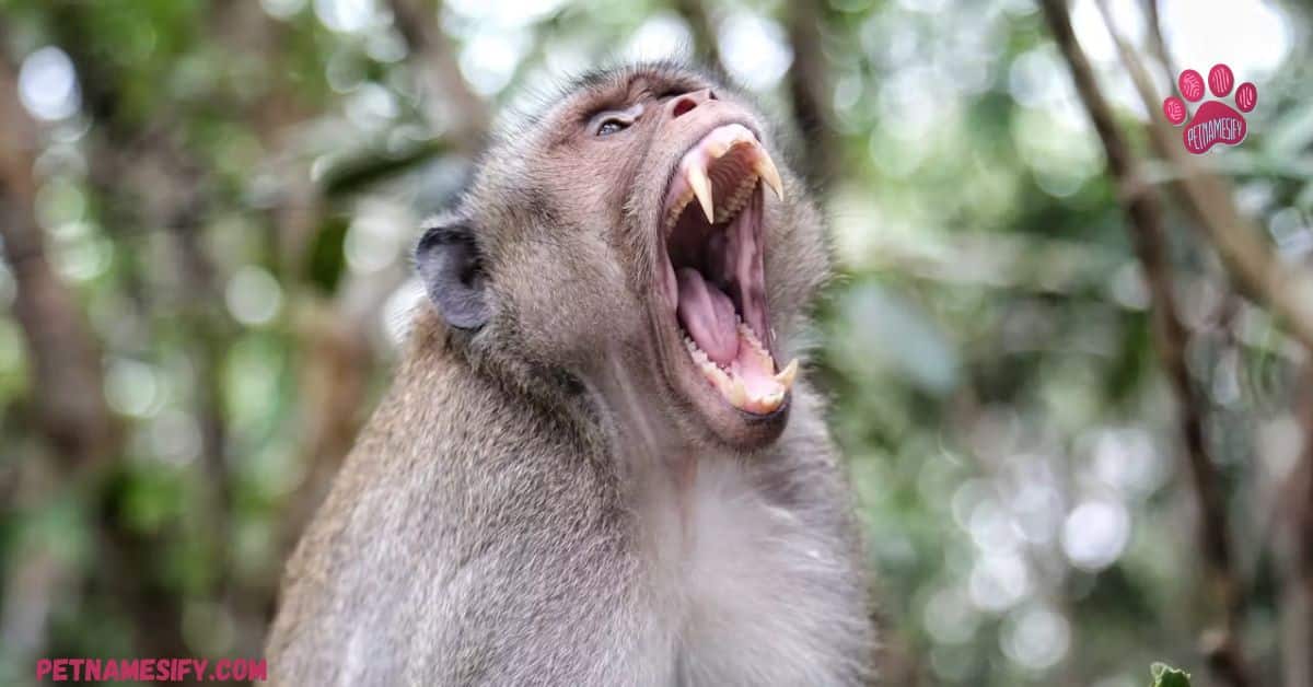 250+ Catchy Monkey Names For Your Cheeky Friend