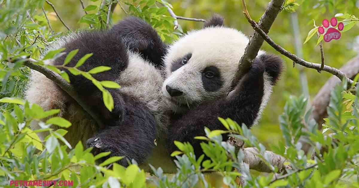 250+ Cute And Catchy Panda Names With Generator