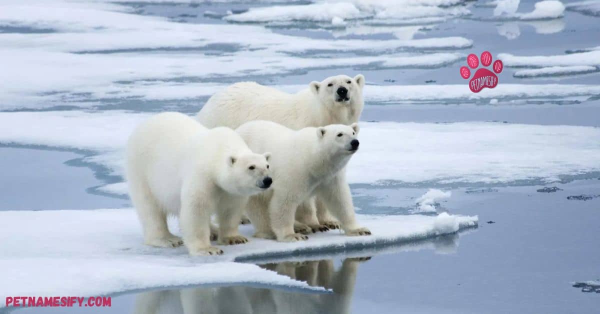 Polar Bear Male Names