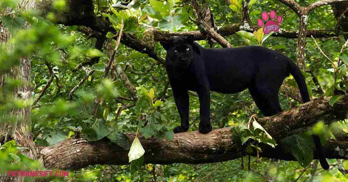 250+ Cool And Funny Panther Names With Name Generator