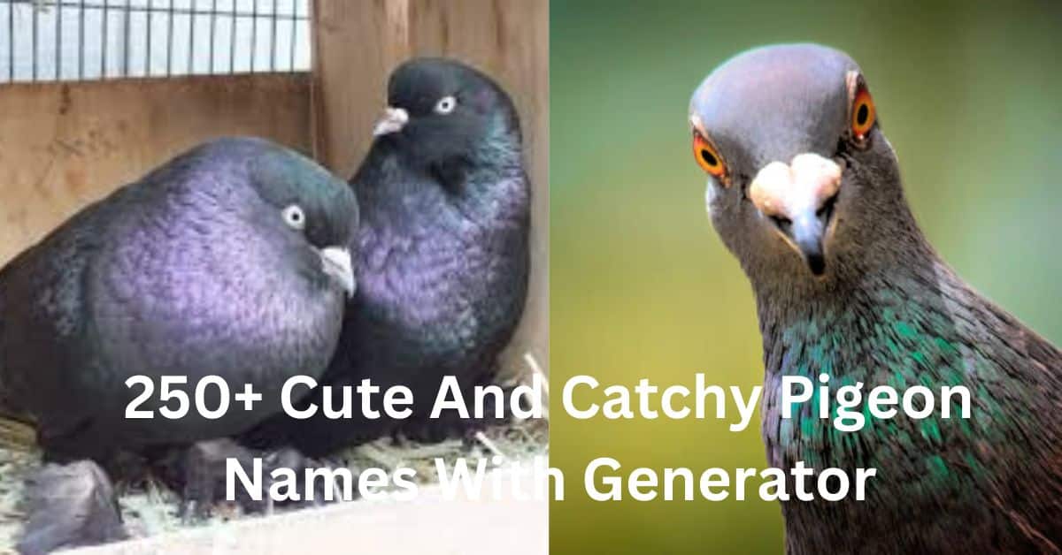 250+ Cute And Catchy Pigeon Names With Generator