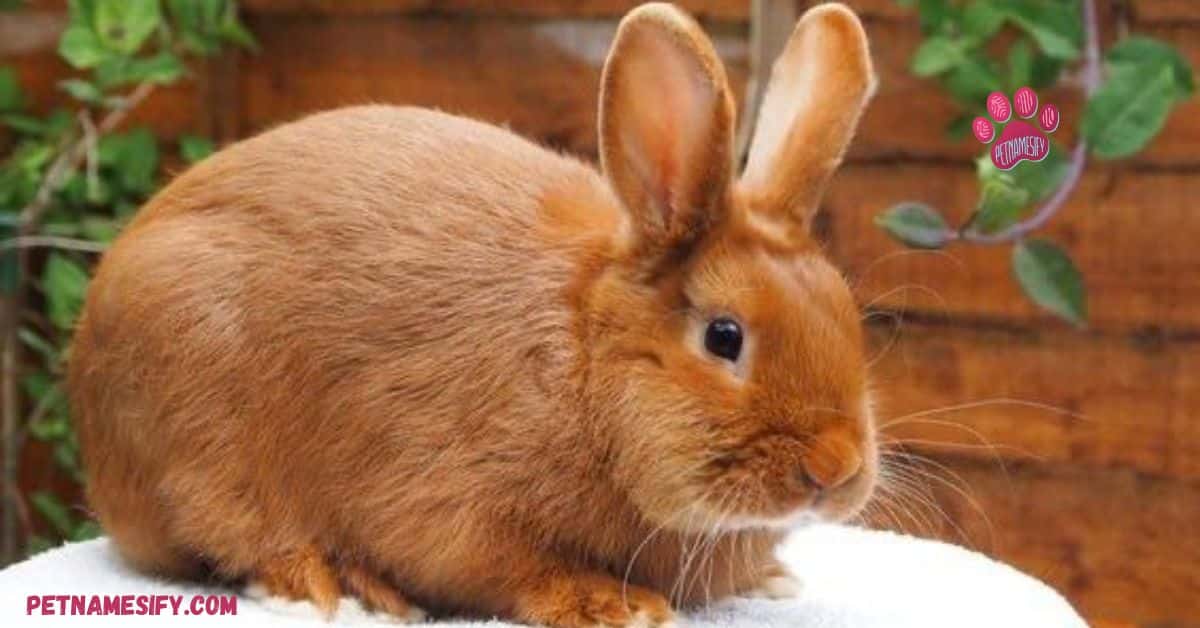 Best Brown Rabbit Names