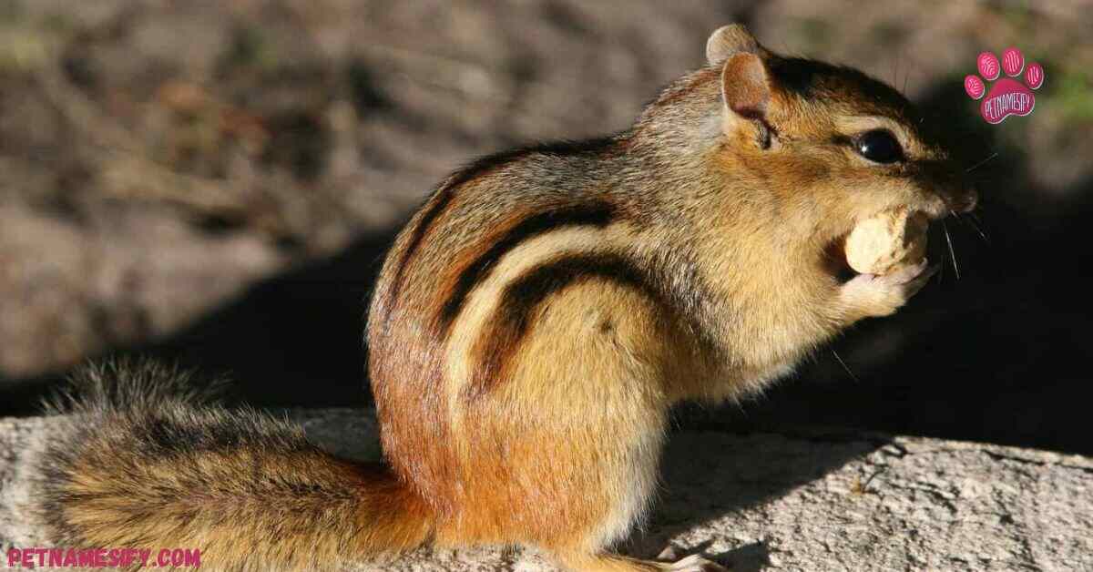 Baby Chipmunk Names