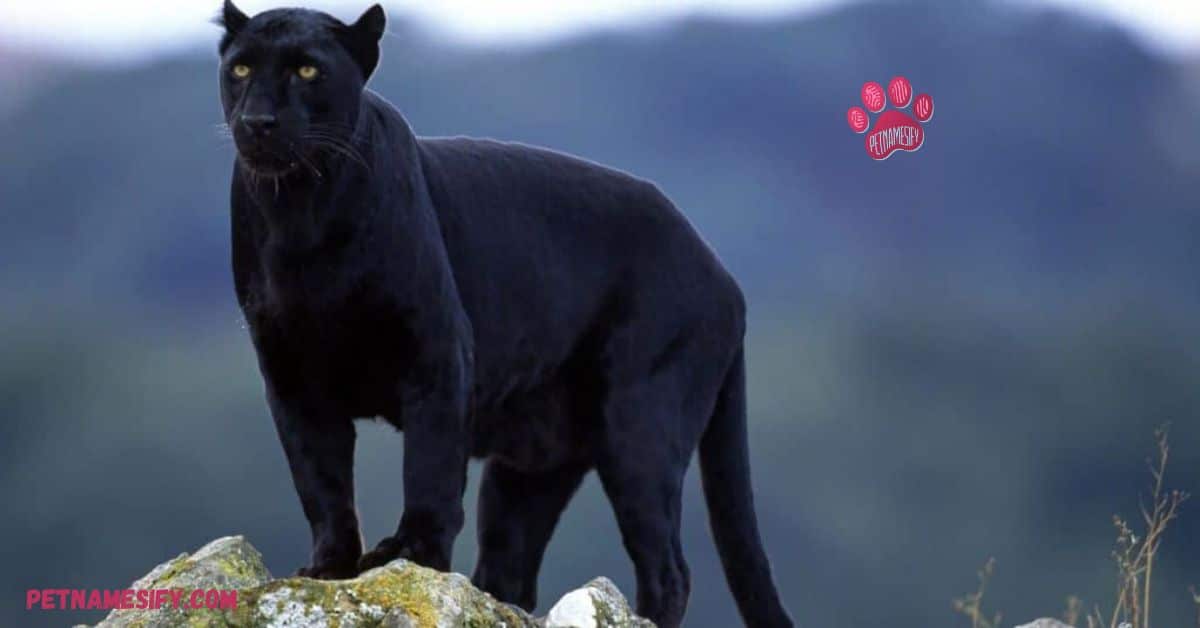 Art-Inspired Panther Names