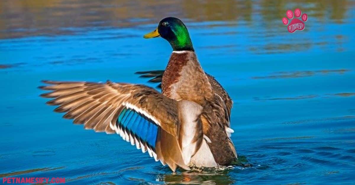 Unique Duck Names