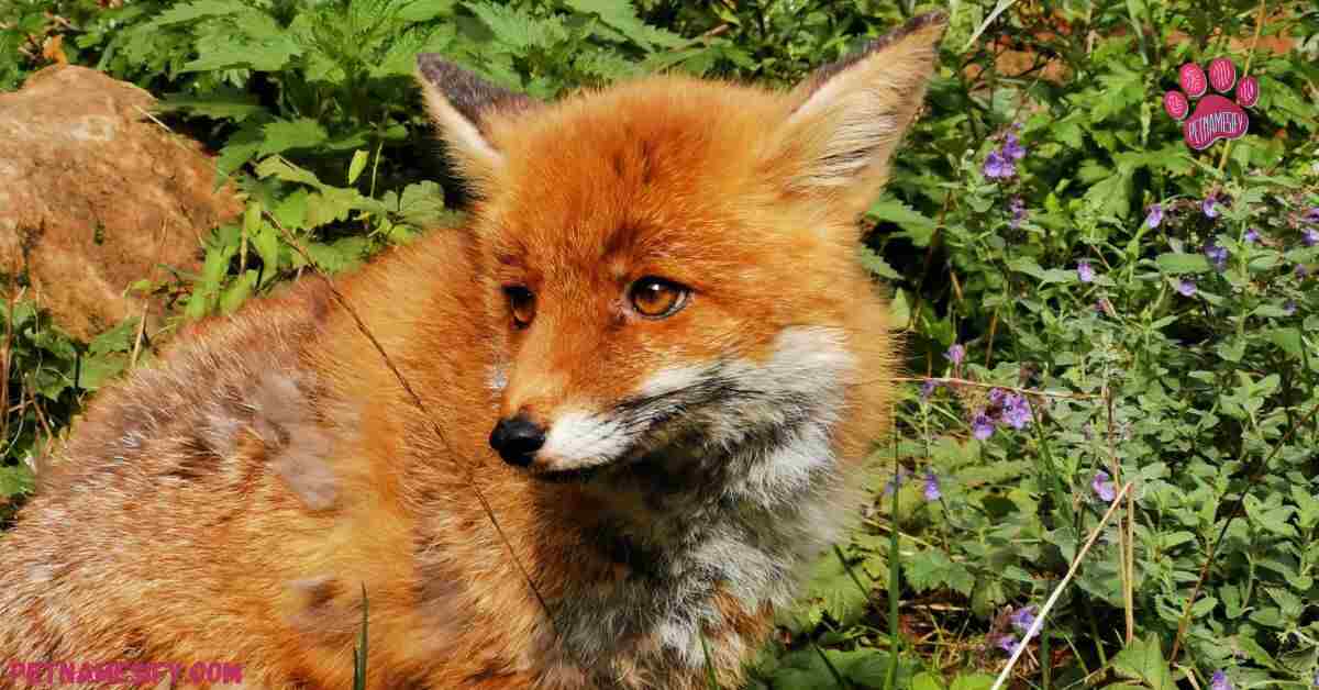 300+ Cool And Catchy Fox Names With Name Generator