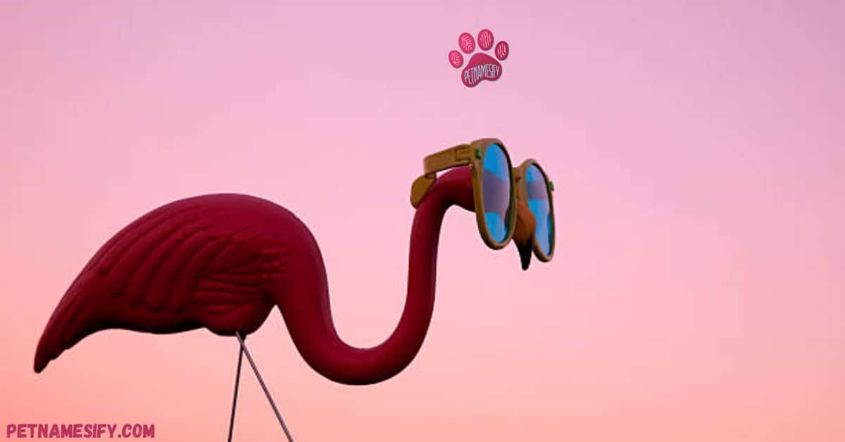 Unique Flamingo Names