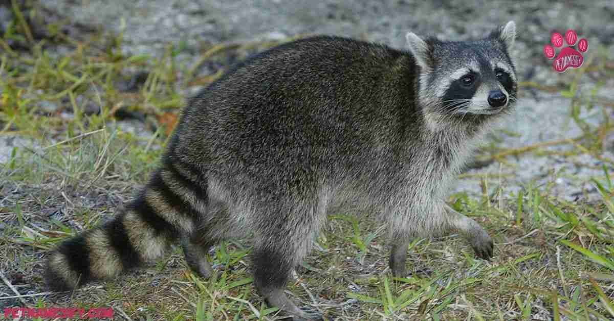 320+ Cute & Cool Raccoon Names: Fun & Meaningful Ideas