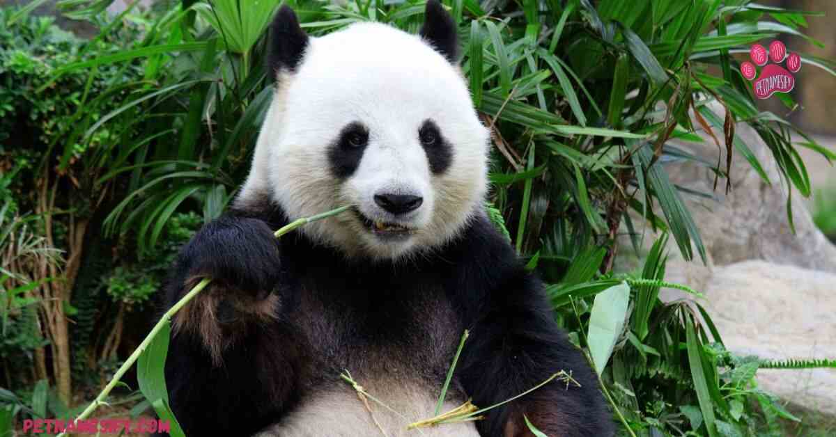 250+ Cute And Catchy Panda Names With Generator