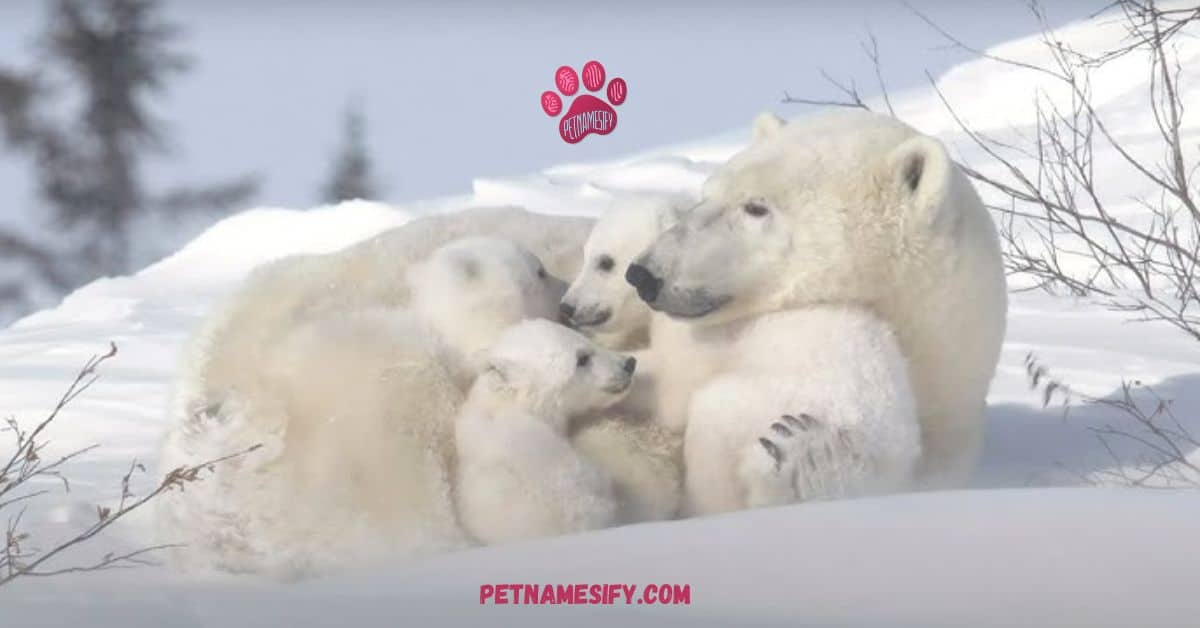 Unique Names for Polar Bears