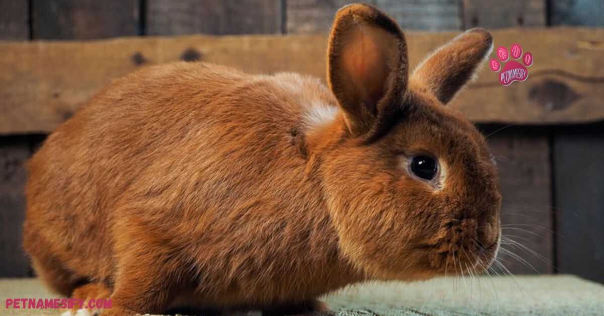 A-Z Brown Rabbit Names