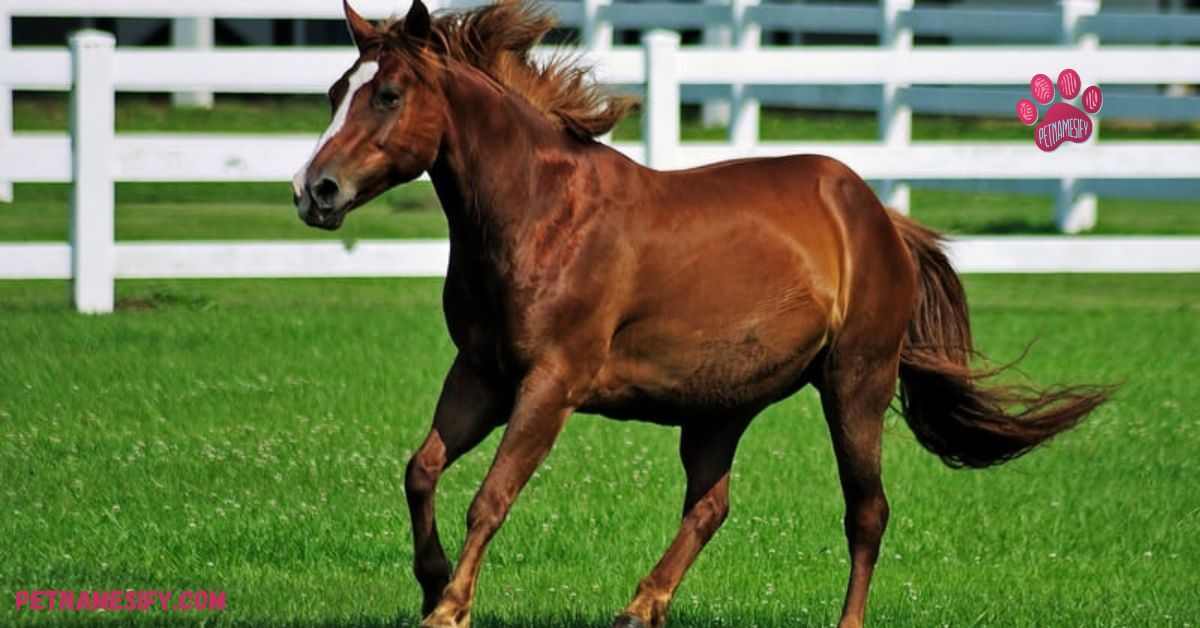 Brown Horse Names Inspired by Food and Beverage