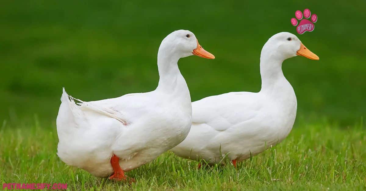 Names For Pair Ducks