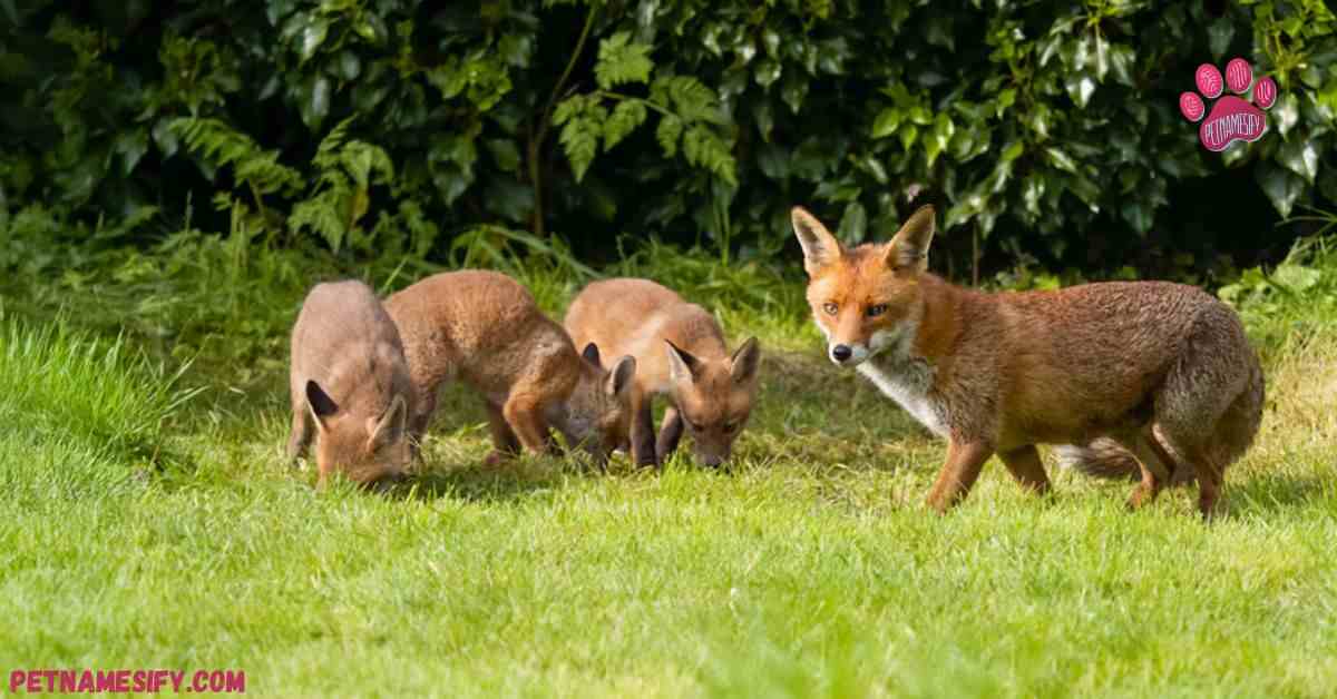 Mythical Fox Names