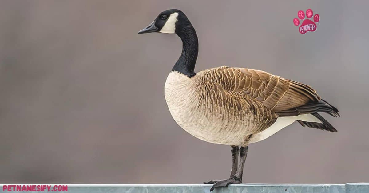 Badass Goose Names