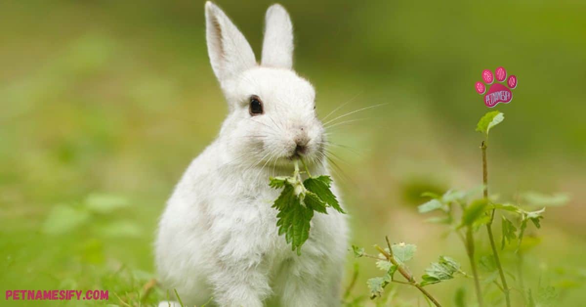 Black Rabbit Names