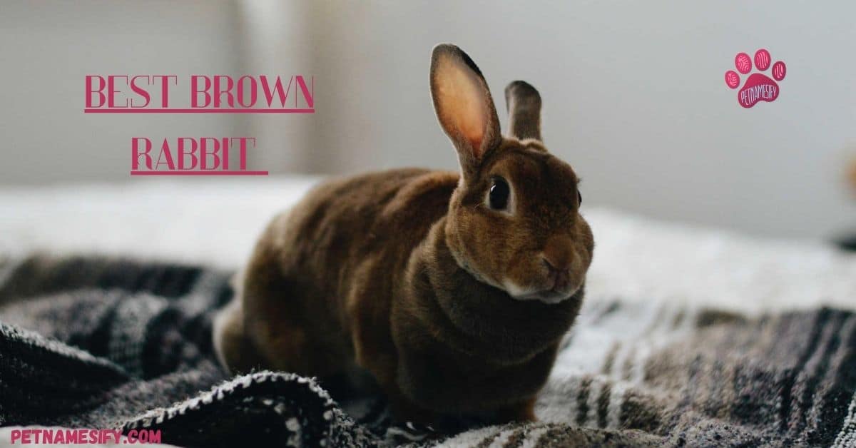 200+ Best Brown Rabbit Names For Your Cute Brown Bunny