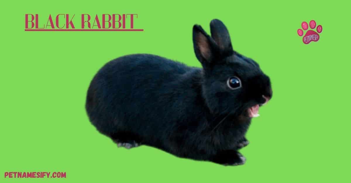 200+ Cute Black Rabbit Names For Your Cute Bunny