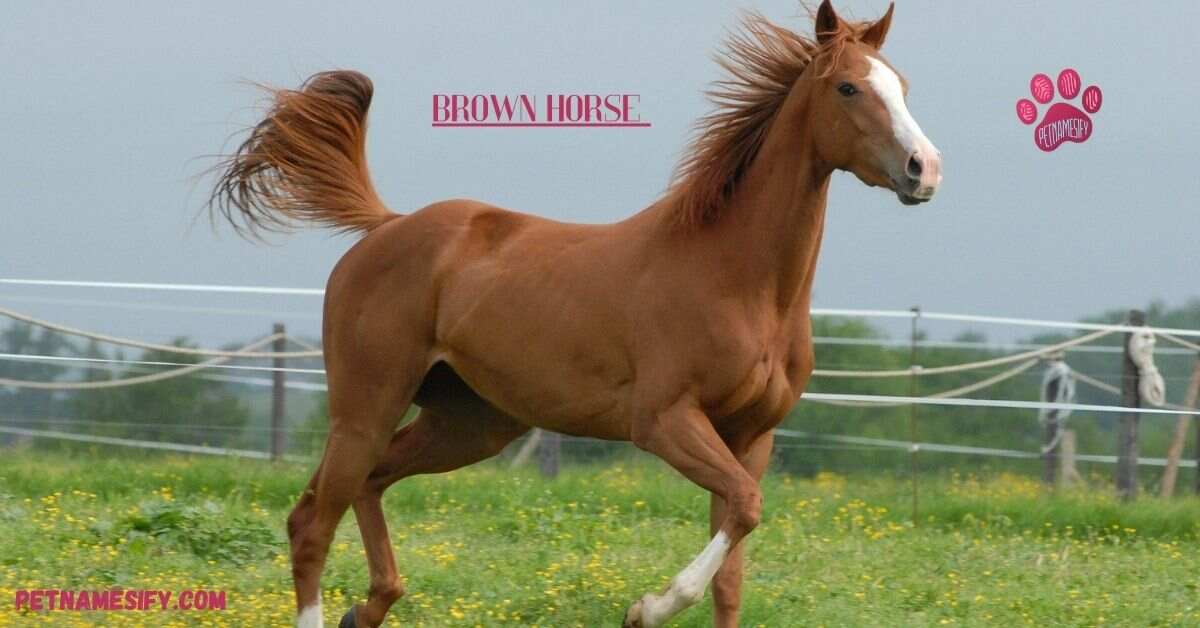 200+ Best Brown Horse Names (Cool And Catchy Ideas)