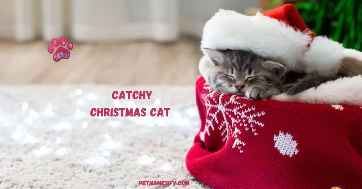 200+ Catchy Christmas Cat Names For Your Festive Kitty