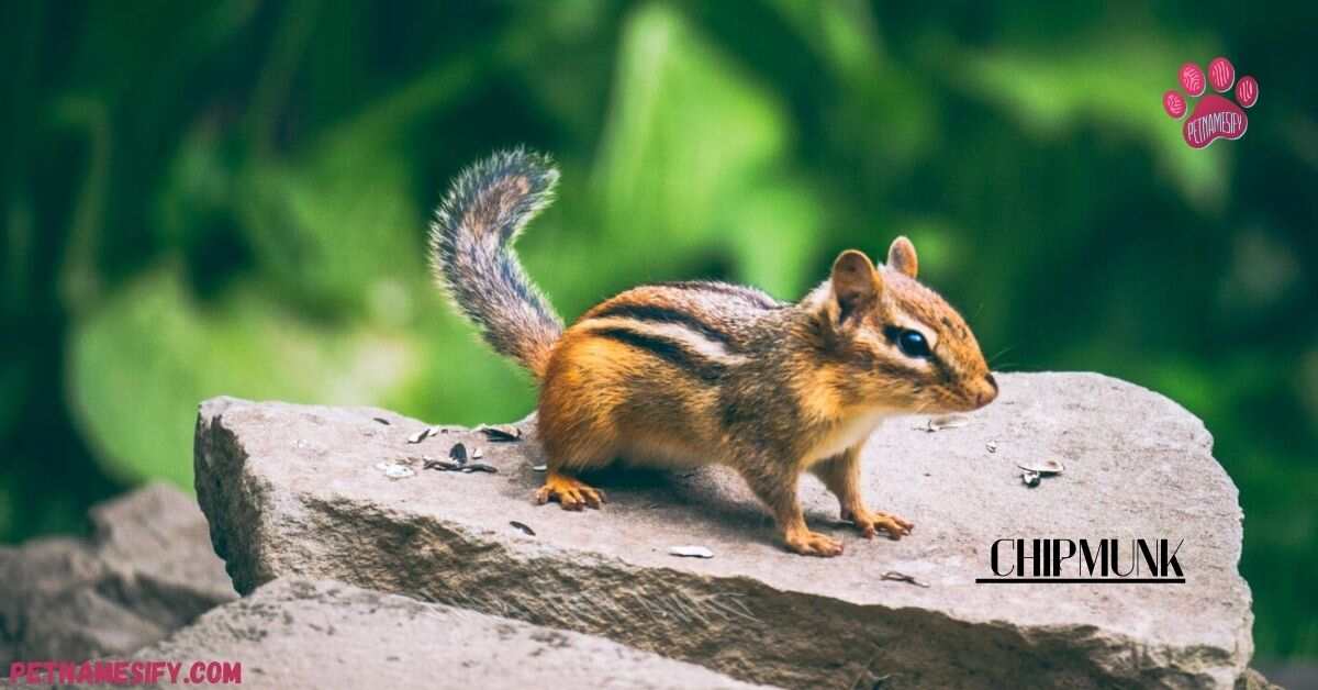 200+ Cute And Catchy Chipmunk Names For Your Little Buddy