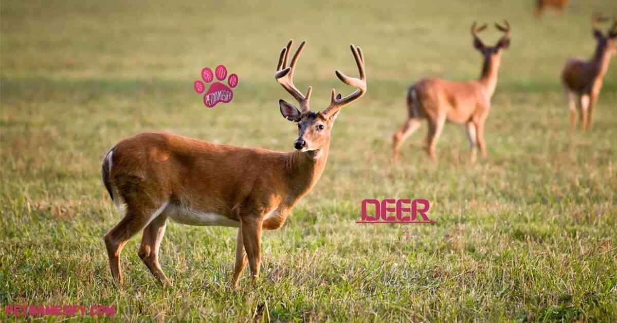 200+ Cool And Catchy Deer Names With Name Generator