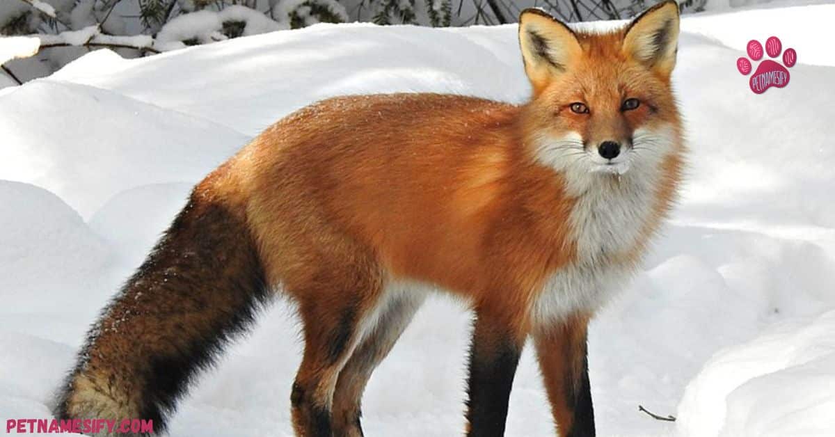 300+ Cool And Catchy Fox Names With Name Generator