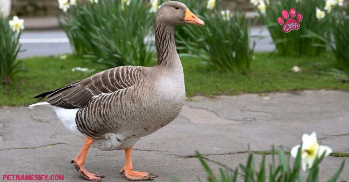 200+ Catchy Goose Names With Generator 2024