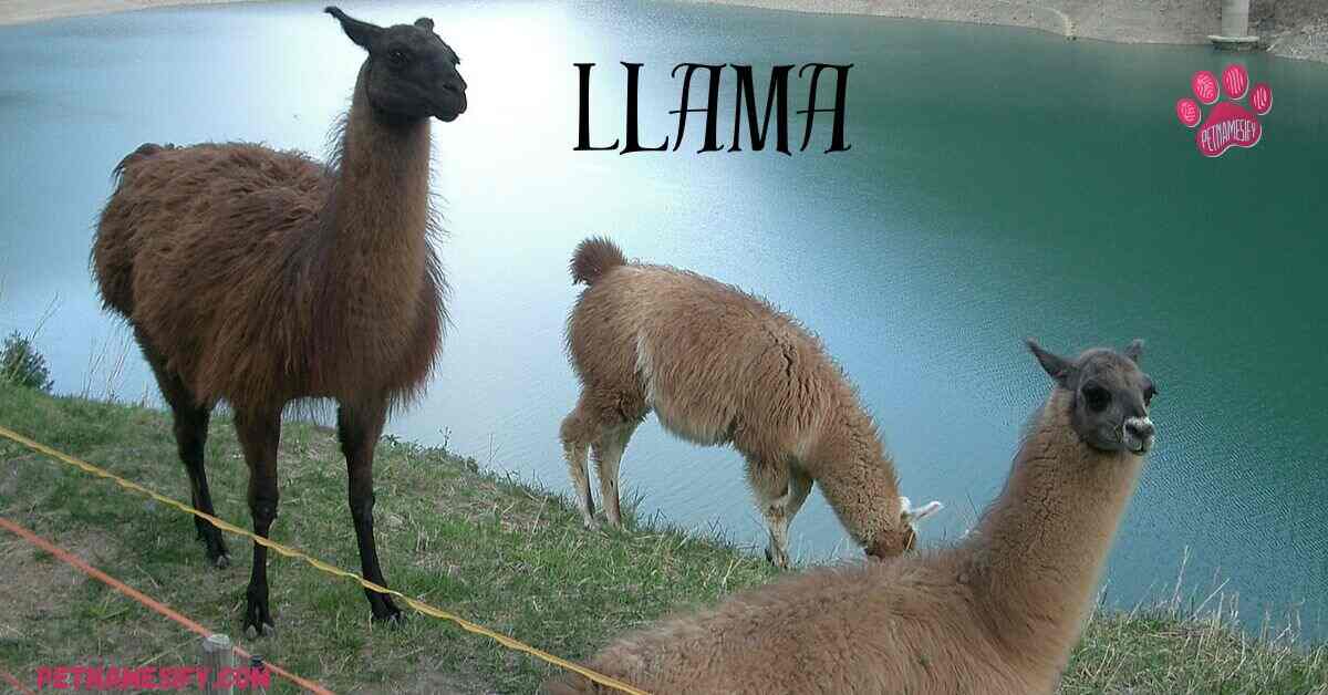 250+ Cute And Catchy Llama Names With Name Generator