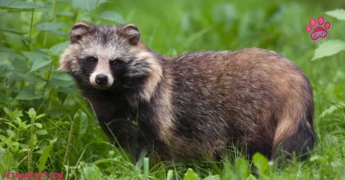 Adventurous Raccoon Names