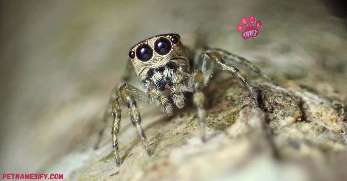 300+ Cute And Catchy Spider Names With Name Generator