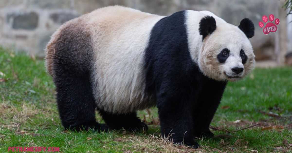 250+ Cute And Catchy Panda Names With Generator