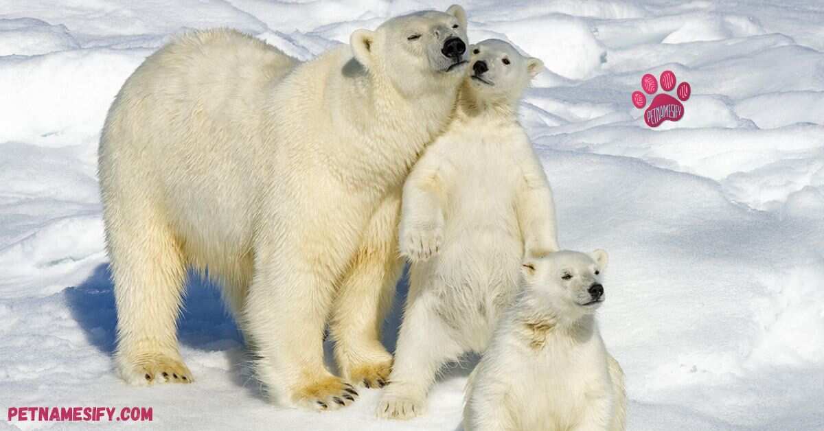 200+ Catchy Polar Bear Names With Name Generator