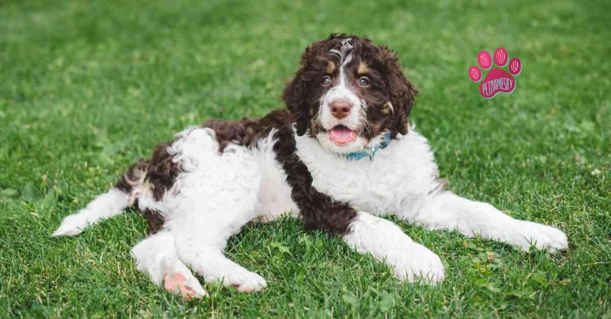 Funny Bernedoodle Dog Names Funny Bernedoodle Dog Names